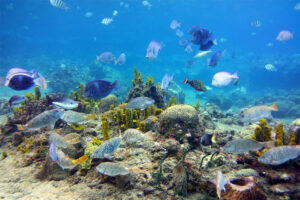 Snorkeling in Anse Chastanet Marine Reserve
